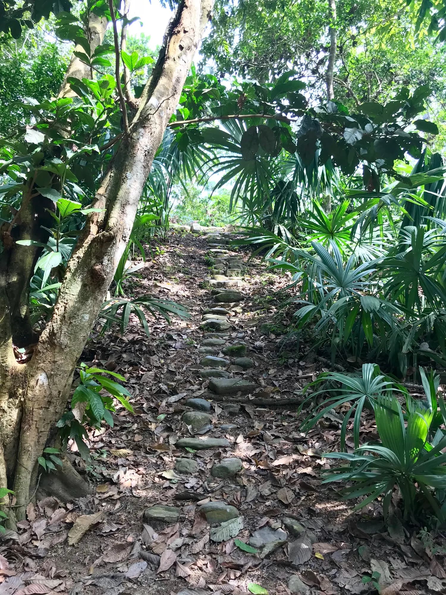 Sendero entre la vegetación de la Sierra Nevada de Santa Marta
