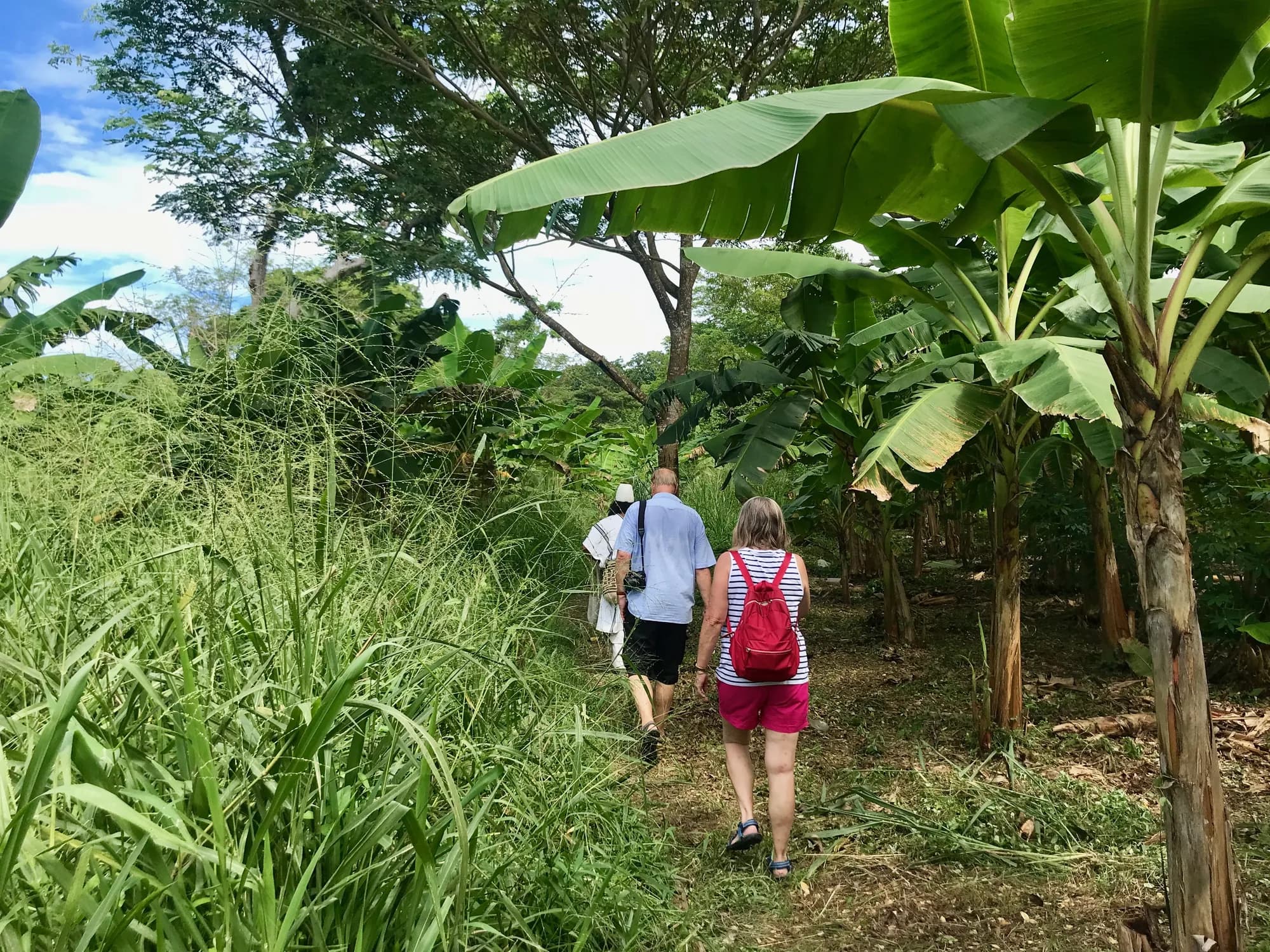 Caminata entre las matas de banano de La Jorará