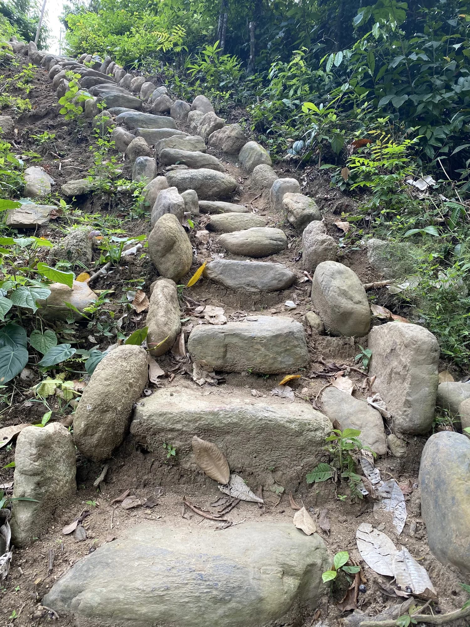 Escalones de piedra construidos por los Tayrona, subiendo por la montaña
