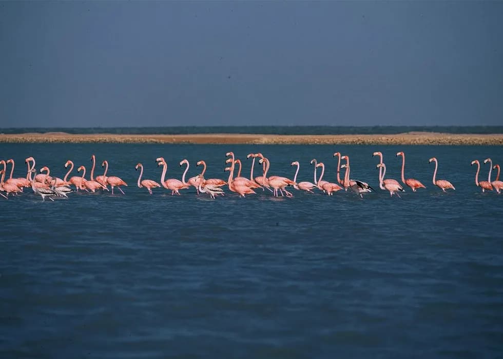 Bandada de flamencos rosados en las lagunas del santuario