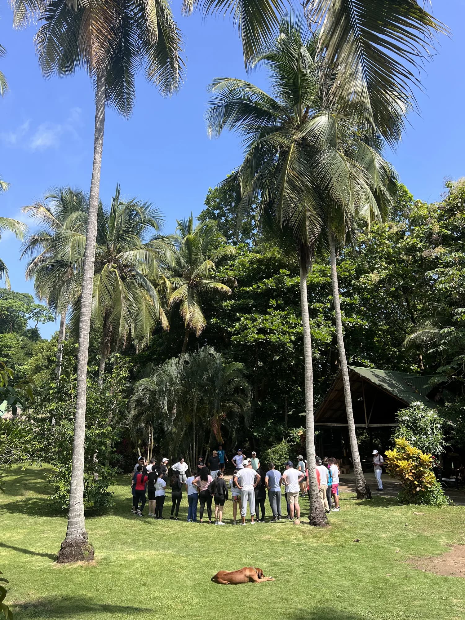 Grupo reunido en el jardín de la finca, bajo las palmeras