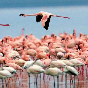 unique colombia tours flamingos rancheria wayuu pink flamingos guajira