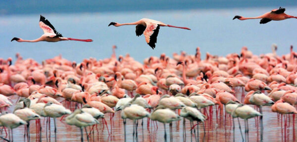 unique colombia tours flamingos rancheria wayuu pink flamingos guajira